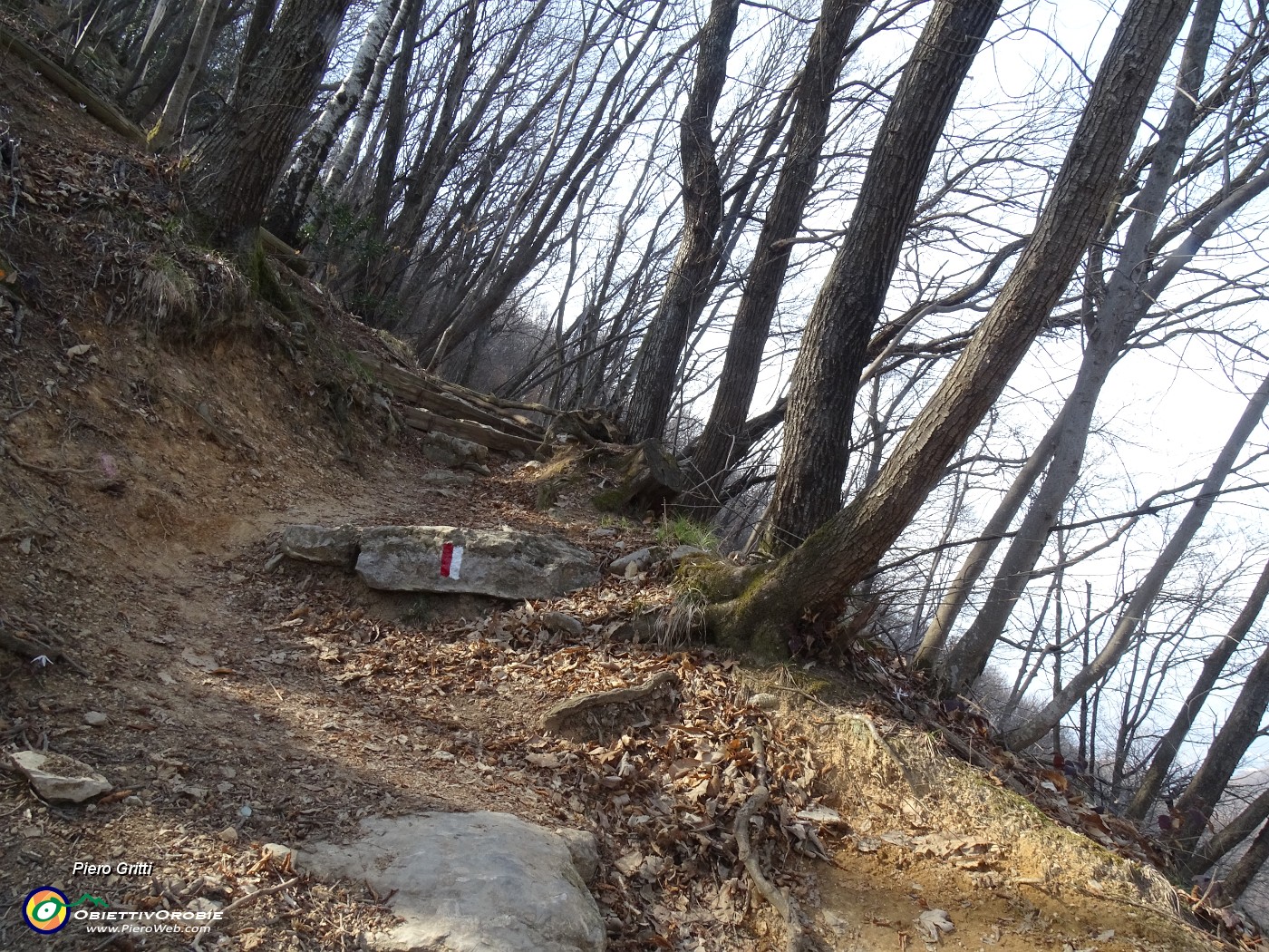 51 Sentiero adornato da carpini neri ben cresciuti in cresta di vetta del Monte Ubione.JPG